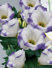 Lisianthus eustoma pelleted for sale  CHIGWELL