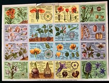 Planche pédagogique école d'occasion  Saint-Léger-sur-Dheune