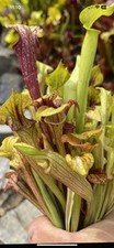 Sarracenia seedlings save for sale  PAR