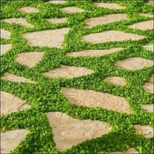 1000 seeds dichondra for sale  USA
