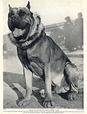 Dogue bordeaux old d'occasion  Expédié en Belgium