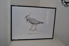 David lloyd bird for sale  LLANFAIRPWLLGWYNGYLL