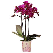 Orchid phalaenopsis multi for sale  UK