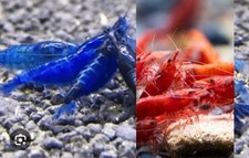 blue cherry shrimp for sale blue cherry shrimp for sale Bristol