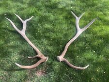 Unique set elk for sale  Show Low