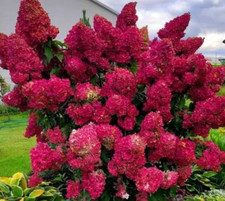 Hortensie magical flame gebraucht kaufen  Templin