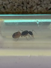 Reine fourmis camponotus d'occasion  Rive-de-Gier