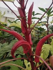Gombo rosso indiano usato  Spedire a Italy