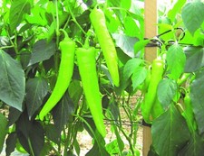 Chilli pepper hot for sale  PRESTON