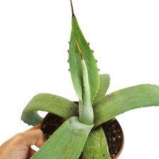 Agave eborispina long usato  Napoli