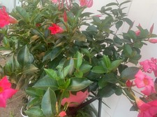 Rooted pink mandevilla for sale  Woodhaven