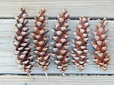 Pinecones eastern white for sale  Cobleskill