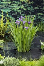 Iris versicolor bandiera usato  Caravaggio