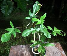 Philodendron florida plant for sale  Hollywood