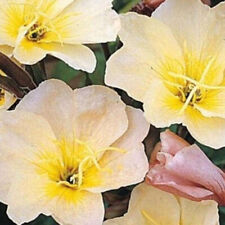 evening primrose for sale evening primrose for sale BANBRIDGE