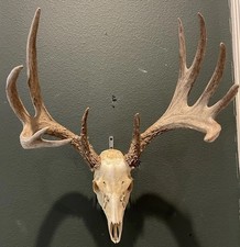 Whitetail deer european for sale  Plano