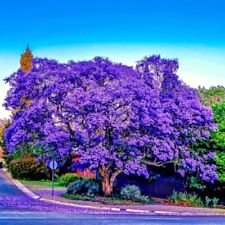 Jacaranda fern tree for sale  Lincolnton