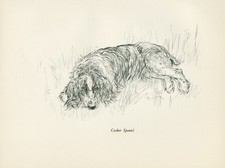 Cocker spaniel lovely for sale  COLEFORD