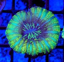 Ufo green cynarina for sale  Placentia