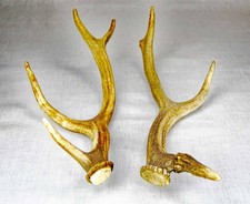 Hirschgeweih rehgeweih abwurfs gebraucht kaufen  Emsdetten