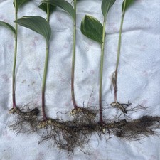Variegated leaf solomon for sale  West Hartford