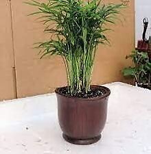 Chamaedorea palm parlor for sale  Menifee