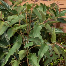 Evergreen tree eucalyptus for sale  PETERBOROUGH