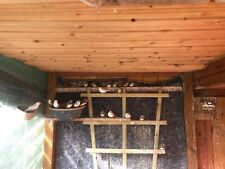 Vögel zebrafinken stück gebraucht kaufen  Elmenhorst