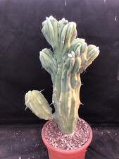 Myrtillocactus geometrizans bi usato  Massafra