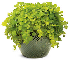 2 container plants for sale  Winter Garden