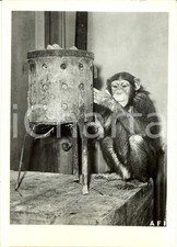 1942 roma scimmia usato  Milano