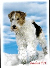 511 drahthaar foxterrier gebraucht kaufen  Perleberg
