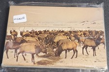 Vintage wildlife postcards for sale  Harbor Beach