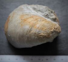 Gryphée fossile pliensbachien d'occasion  Moyon