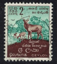 Ceylon sambar deer for sale  UK