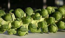 Brussel sprout brilliant for sale  SALISBURY