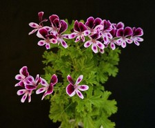 Pelargonium crispum. lemon for sale  NOTTINGHAM