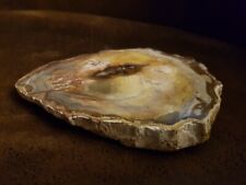 Bois fossilisé d'occasion  Corbas