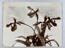 Etude fleurs étude d'occasion  Pagny-sur-Moselle