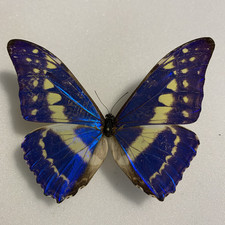 Entomologie morpho cypris gebraucht kaufen  Marienmünster