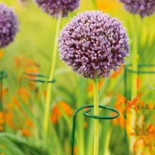 10pc spiral plant for sale  BROXBURN