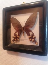 Schmetterling glas sammlerstü gebraucht kaufen  Barendorf