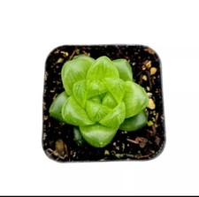 Haworthia obtusa hybrid for sale  Garden Grove