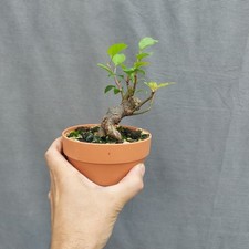Mini crab apple for sale  BANGOR