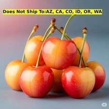 Fruit rainier cherry for sale  Fort Mill