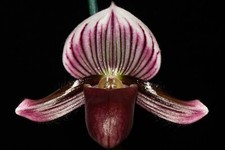 Paphiopedilum barbatum bud for sale  Petaluma