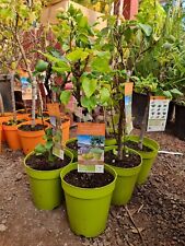 5ltr pear tree for sale  CLITHEROE