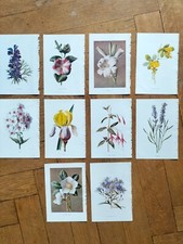 Lithos botanique fleurs d'occasion  Metz-