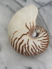Nautilus sea shell for sale  Atlanta