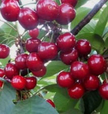 Giant sourcherry xenia for sale  Shipping to United Kingdom